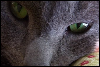 [avatar]