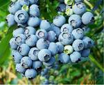 blueberry27's Avatar