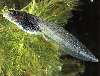 tadpole101