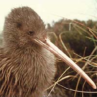 tetedekiwi