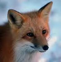 blaze_the_fox