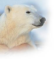polarbeargal