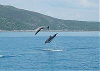 i_love_da_dolphins