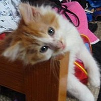 crzycatfreak