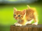 Kitty9