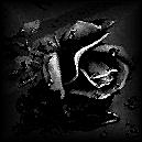 childofthegrave