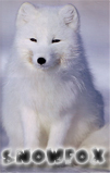 snowfoxx
