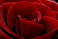 angelrose