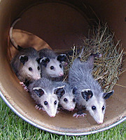 A Passing Opossum