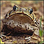 ToadyElite