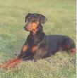 homedog03