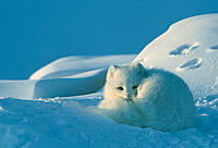 foxysnow