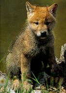 TD_lonewolf01