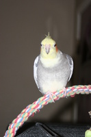 destadork