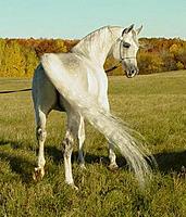 xhorsesrule4everx