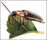 bugruler