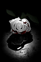Poisoned.Romance