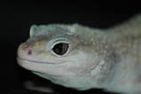 Guest Gecko