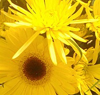 ThriceMoni