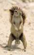 SQU1RR3L NUTZZ's Avatar
