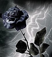 black..rose