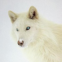 Statick-White-Wolf