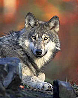 WolfStryder