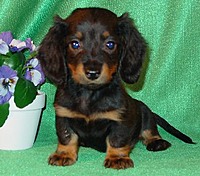 brownie2007