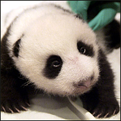PANDAmAST3r