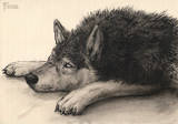 Music Wolf