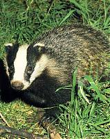 Dance_Dance_Badger