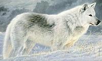Icewolf195's Avatar