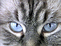 Khitty