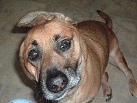lilchipper002