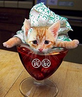 Kitten Flavored Cola's Avatar