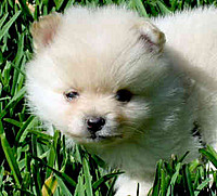 mini_ddr_chick432