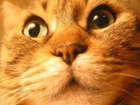 MaddKatt