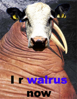 -Moo-