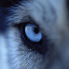 Off_Beat_Wolf's Avatar