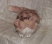 taterllama