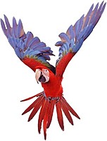 ParrotsInMyHead