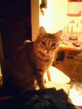 kitten728x