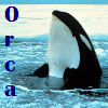 blueorca91