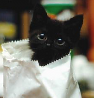 Kat-