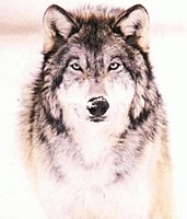 wolf_moon15