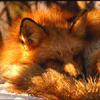 TehCrimsonFox