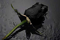 iluvkc01