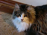 PMS-Synthlights_Cat