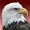Orzel