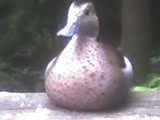 ogmfkenyu_private
